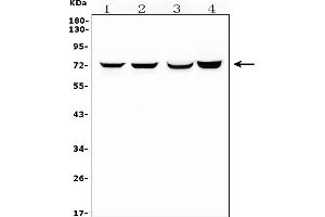 Western blot analysis of HIF3A using anti-HIF3A antibody (ABIN7601137). (HIF3A antibody  (AA 29-480))