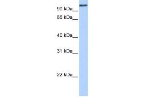 MICALL1 antibody used at 0. (MICAL-Like 1 antibody  (N-Term))