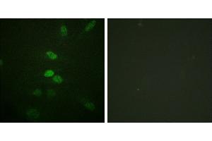 Peptide - +Immunofluorescence analysis of HeLa cells, using CDC25B (Ab-353) antibody.
