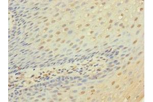 Immunohistochemistry of paraffin-embedded human tonsil tissue using ABIN7158286 at dilution of 1:100 (CD53 antibody  (AA 100-180))