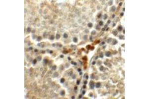 Immunohistochemistry (IHC) image for anti-Meiosis Expressed Gene 1 Homolog (MEIG1) (C-Term) antibody (ABIN1030515) (MEIG1 antibody  (C-Term))