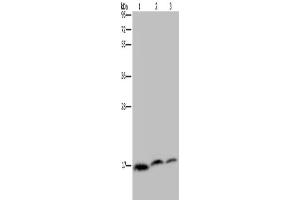 Western Blotting (WB) image for anti-NADH Dehydrogenase (Ubiquinone) 1 alpha Subcomplex, Assembly Factor 4 (NDUFAF4) antibody (ABIN2433437)