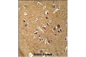 DAGLA antibody (Center) (ABIN654218 and ABIN2844057) immunohistochemistry analysis in formalin fixed and paraffin embedded human brain tissue followed by peroxidase conjugation of the secondary antibody and DAB staining. (DAGLA antibody  (AA 317-345))