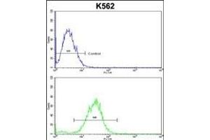 CDC5L Antibody (Center) (ABIN652896 and ABIN2842578) flow cytometric analysis of k562 cells (bottom histogram) compared to a negative control cell (top histogram). (CDC5L antibody  (AA 187-213))
