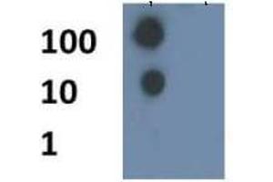 Dot Blot of Rabbit Histone H4 [ac Lys8] Antibody. (Histone H4 antibody  (acLys8))