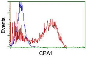 Image no. 1 for anti-Carboxypeptidase A1 (Pancreatic) (CPA1) antibody (ABIN1497590) (CPA1 antibody)