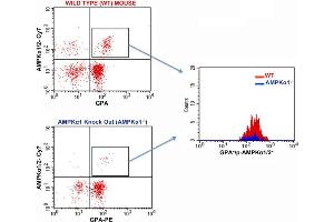FACS Analysis of Glycophorin A and phospho-AMPK alpha 1/2 (Thr172/183) in Red Blood Cells in WT and AMPK alpha 1 knockout mice using Rabbit Anti-GPA Polyclonal Antibody (bs-2575R-PE) and Rabbit anti-pAMPK alpha1/2 Thr172/183 (bs-4002R-Cy7). (PRKAA1/PRKAA2 antibody  (pThr172, pThr183) (Cy7))