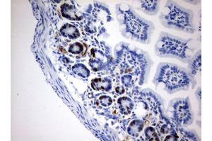 Immunohistochemistry (IHC) image for anti-Iododeoxyuridine (IdU) antibody (ABIN2669980) (IdU antibody)