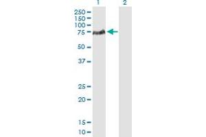 Western Blot analysis of LCP2 expression in transfected 293T cell line by LCP2 MaxPab polyclonal antibody. (LCP2 antibody  (AA 1-533))