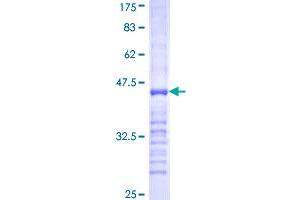 PDE1B Protein (AA 437-536) (GST tag)