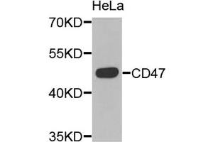 Western blot analysis of extracts of HeLa cells, using CD47 antibody.