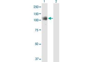 Western Blot analysis of NOP14 expression in transfected 293T cell line by NOP14 MaxPab polyclonal antibody. (Nop14 antibody  (AA 1-806))