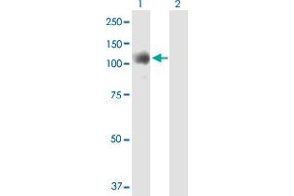 Nop14 antibody  (AA 1-806)