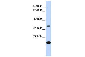 FST antibody used at 1 ug/ml to detect target protein.
