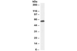 Western blot testing of Jurkat lysate with Nup50 antibody at 0. (NUP50 antibody)