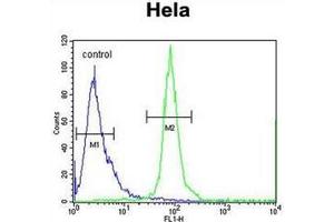 Flow cytometric analysis of Hela cells using ESCO2 Antibody  (right histogram) compared to a negative control cell (left histogram). (ESCO2 antibody  (Middle Region))