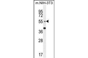 Western blot analysis in mouse NIH-3T3 cell line lysates (35ug/lane). (GCNT3 antibody  (C-Term))