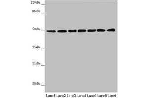 Western blot All lanes: UQCRC1 antibody at 2. (UQCRC1 antibody  (AA 156-480))