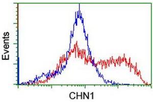 HEK293T cells transfected with either RC222163 overexpress plasmid (Red) or empty vector control plasmid (Blue) were immunostained by anti-CHN1 antibody (ABIN2455931), and then analyzed by flow cytometry. (CHN1 antibody)