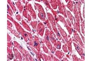 KPNA3 polyclonal antibody (Cat # PAB6560, 5 ug/mL) staining of paraffin embedded human heart.