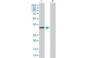 Western Blot analysis of MRPL1 expression in transfected 293T cell line by MRPL1 MaxPab polyclonal antibody.