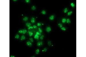 Immunofluorescence (IF) image for anti-Gephyrin (GPHN) antibody (ABIN1498424)