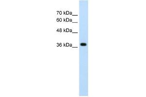 LONRF1 antibody used at 2. (LONRF1 antibody  (N-Term))