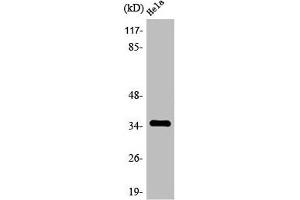 Western Blot analysis of HepG2 cells using Olfactory receptor 4C6 Polyclonal Antibody (OR4C6 antibody  (Internal Region))