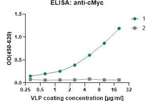 Contactin Associated Protein-Like 2 (CNTNAP2) protein (MYC tag)