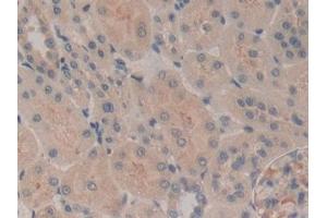 Immunohistochemistry (IHC) image for anti-Microtubule-Associated Protein 4 (MAP4) (AA 2-250) antibody (ABIN7433462)