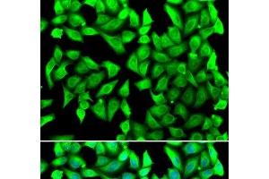 Immunofluorescence analysis of U2OS cells using VTI1B Polyclonal Antibody (VTI1B antibody)