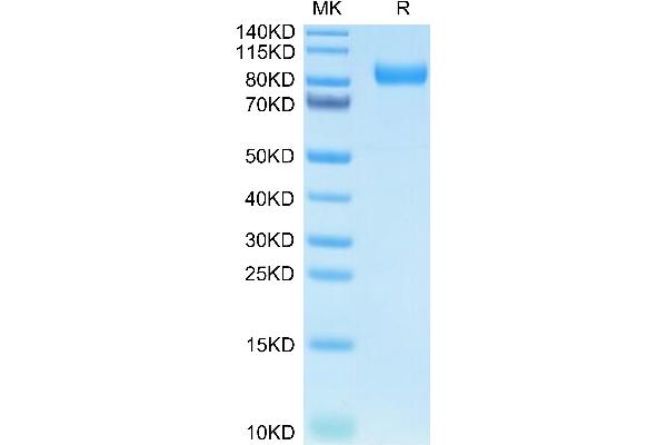 KREMEN1 Protein (AA 21-392) (Fc Tag)