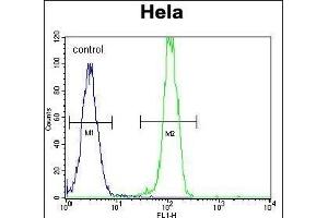 AKT2 Antibody (C-term) (ABIN391022 and ABIN2841192) flow cytometric analysis of Hela cells (right histogram) compared to a negative control cell (left histogram).