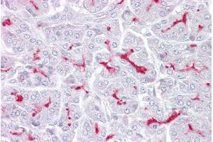 Immunohistochemistry with Pancreas tissue at an antibody concentration of 5µg/ml using anti-TRPM5 antibody (ARP35242_P050) (TRPM5 antibody  (N-Term))