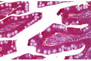 Anti-PRUNE antibody IHC staining of human small intestine.