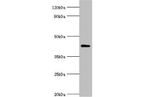 Western blot All lanes: Aryl-hydrocarbon-interacting protein-like 1 antibody at 5 μg/mL + Rat brain tissue Secondary Goat polyclonal to rabbit IgG at 1/10000 dilution Predicted band size: 44, 37, 42, 41 kDa Observed band size: 44 kDa