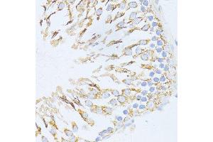 Immunohistochemistry of paraffin-embedded rat testis using CYCS antibody. (Cytochrome C antibody  (AA 1-105))