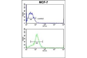 Flow cytometric analysis of MCF-7 cells using HMGA1 / HMGIY Antibody (C-term) CAt. (HMGA1 antibody  (C-Term))