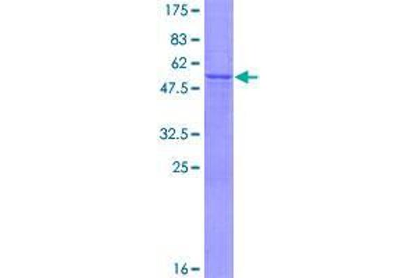 ATP6V1E2 Protein (AA 1-226) (GST tag)
