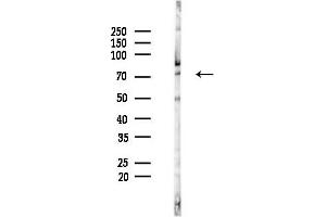 anti-Tripartite Motif Containing 69 (TRIM69) (C-Term) antibody