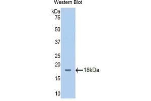 Western blot analysis of the recombinant protein. (SLC3A2 antibody  (AA 213-349))