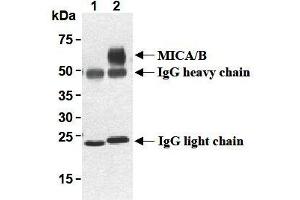 Western Blotting (WB) image for anti-MHC Class I Polypeptide-Related Sequence A (MICA) antibody (ABIN1108243) (MICA antibody)