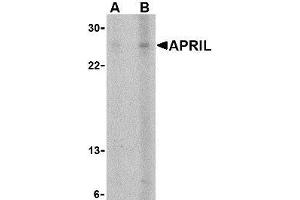 Western blot analysis of APRIL expression in K562 cells with AP30074PU-N APRIL antibody at (A) 5 and (B) 10 μg/ml. (TNFSF13 antibody  (Extracellular Domain))