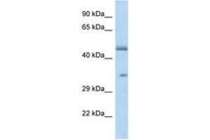 Image no. 1 for anti-Olfactory Receptor, Family 2, Subfamily L, Member 8 (OR2L8) (C-Term) antibody (ABIN6747473) (OR2L8 antibody  (C-Term))