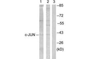 Western blot analysis of extracts from Jurkat cells, treated with Paclitaxel 1uM 60', using c-Jun (Ab-231) Antibody. (C-JUN antibody  (AA 201-250))