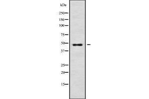 Western blot analysis of RRAGD using RAW264. (RRAGD antibody  (Internal Region))