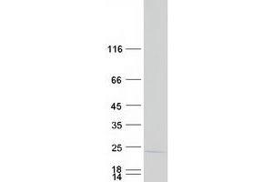 Validation with Western Blot (NSG2 Protein (Myc-DYKDDDDK Tag))