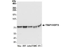 Western Blotting (WB) image for anti-TNF Receptor-Associated Protein 1 (TRAP1) (AA 600-650) antibody (ABIN7455063)