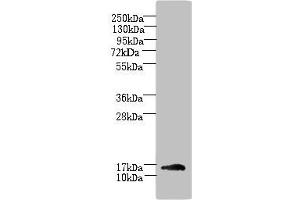 Western blot All lanes: TRAPPC2L antibody at 5 μg/mL + Mouse kidney tissue Secondary Goat polyclonal to rabbit IgG at 1/10000 dilution Predicted band size: 16 kDa Observed band size: 16 kDa (TRAPPC2L antibody  (AA 1-139))