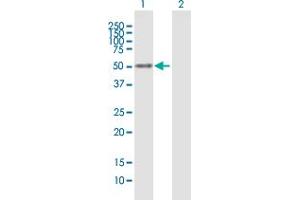 Western Blot analysis of NFIX expression in transfected 293T cell line by NFIX MaxPab polyclonal antibody. (NFIX antibody  (AA 1-441))